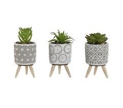 Planta Decorativa
