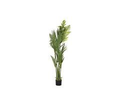 Planta Decorativa
