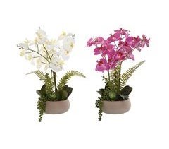 Planta Decorativa