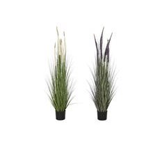Planta Decorativa