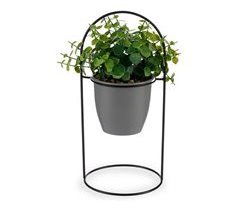 Planta Decorativa