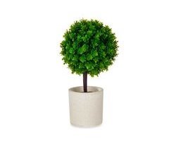 Planta floral ARBOL VERDE en maceta de cemento 24cm surtido