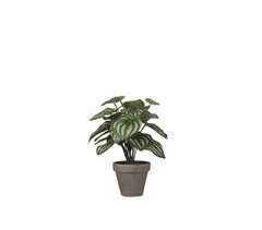 Planta artificial PEPEROMIA marca MYCA