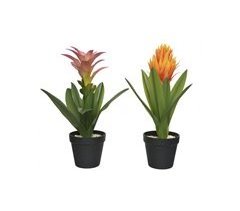 Planta BROMELIA 40cm colores surtidos