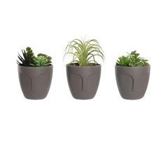 Planta Decorativa