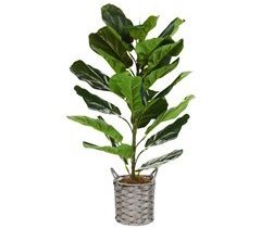 Beliani Planta artificial FIDDLE LEAF TREE