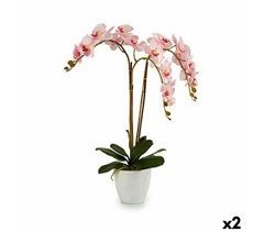 Planta Decorativa