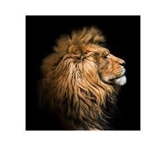 Canvas LION PROFILE marca CONFORAMA