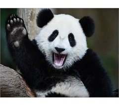 Canvas PANDA 60x80cm marca Conforama 