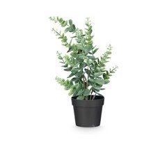 Planta floral EUCALIPTO 35cm surtido 