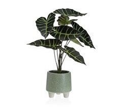 Planta Decorativa
