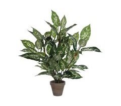 Planta Decorativa Dieffenbachia