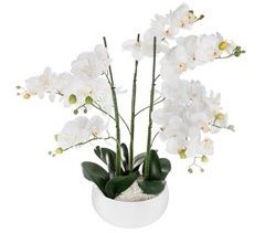 WELL HOME - Orquídea olla