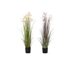 Planta Decorativa