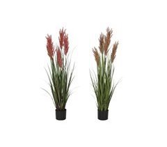 Planta Decorativa
