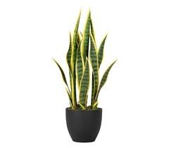Planta Pvc Adda Home