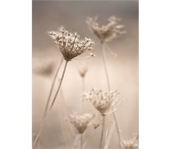 Canvas FLORES SILVESTRES 50x70cm marca CONFORAMA