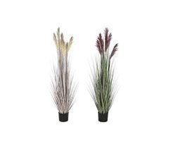 Planta Decorativa