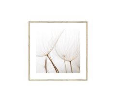 Cuadro DIENTE DE LEÓN 35x35cm marca MARCOMUEBLE 