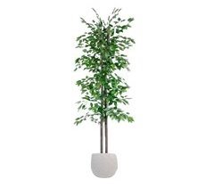 Árbol