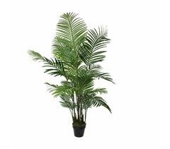Planta Decorativa