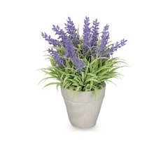Planta floral LAVANDA en maceta de cemento 23cm surtido 