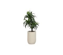 Planta Decorativa