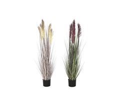 Planta Decorativa