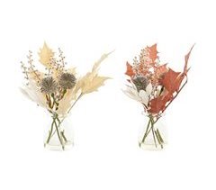 Planta Decorativa