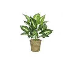 Planta CALATHEA 42cm con macetero de mimbre