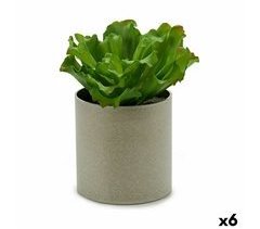 Planta Decorativa