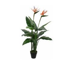 Planta Decorativa