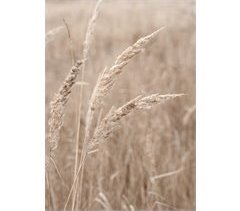 Canvas TRIGO 50x70cm marca CONFORAMA