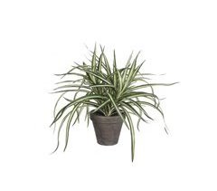 Planta artificial DRACAENA marca MICA DECORATIONS