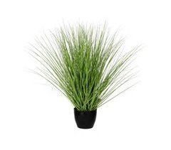 Planta Decorativa