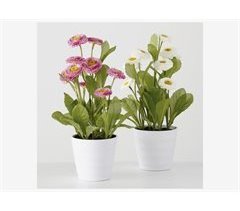 Planta en maceta BELLIS surtido
