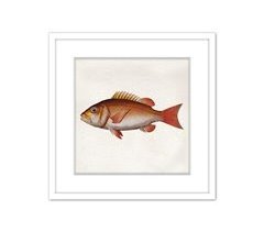 Cuadro PEZ NARANJA 42x42cm marca MARCOMUEBLE 