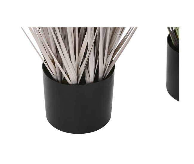 Planta Decorativa Lila
