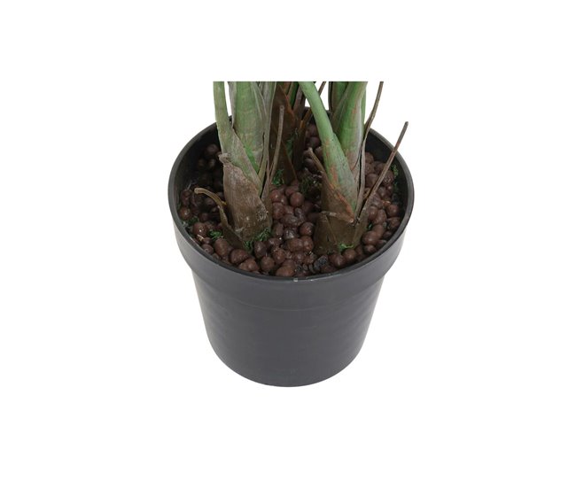 Planta Decorativa Natural