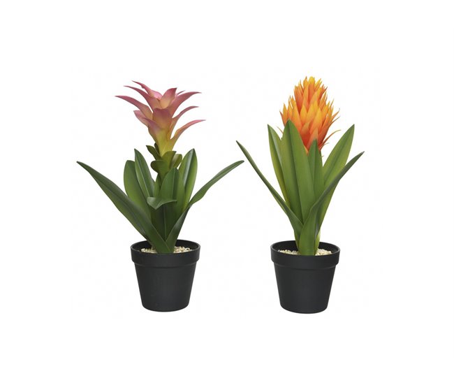 Planta BROMELIA 40cm colores surtidos Verde