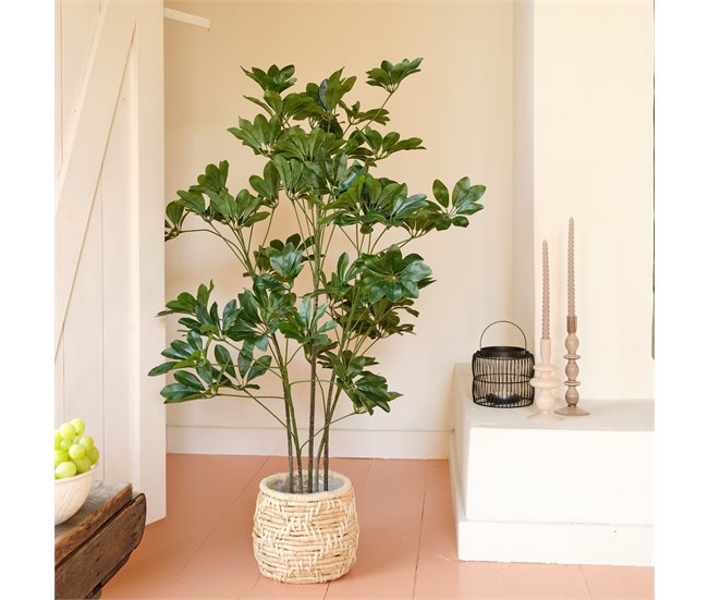Planta artificial SCHEFFLERA marca EVERLANDS FLOWERS AND PLANTS Verde