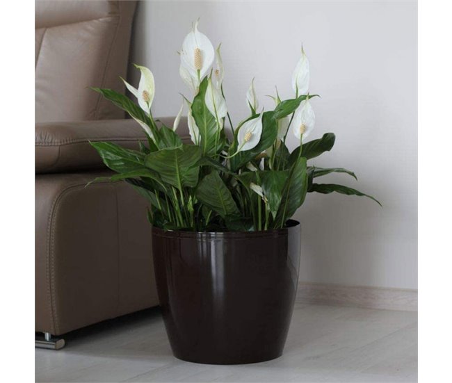 Macetero Magnolia 360 Mm Marron