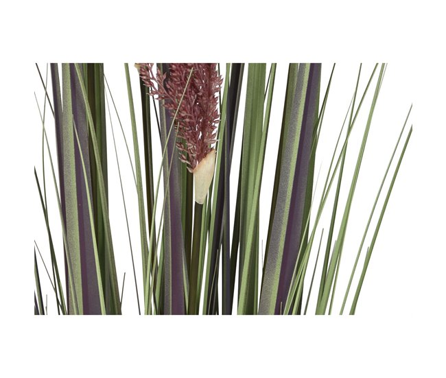 Planta Decorativa Lila