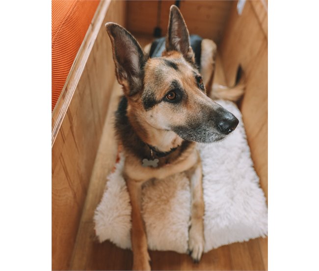 Beliani Cama para mascotas ERGANI Naranja