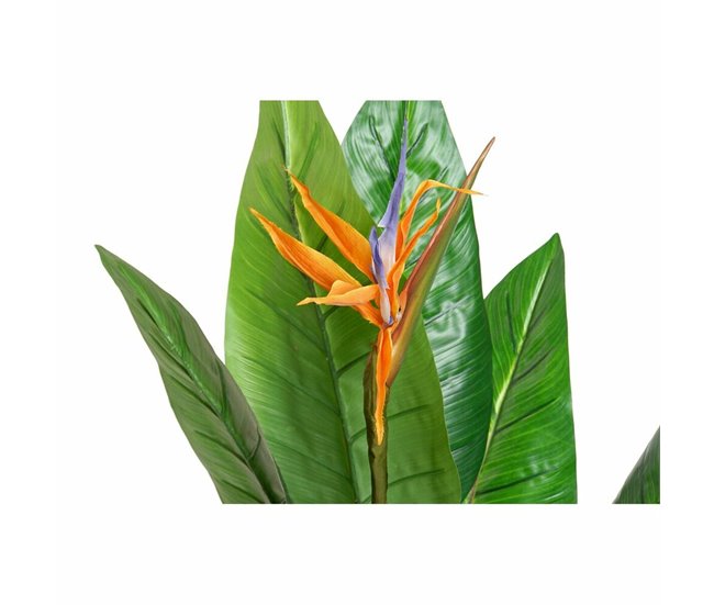 Planta Decorativa Natural