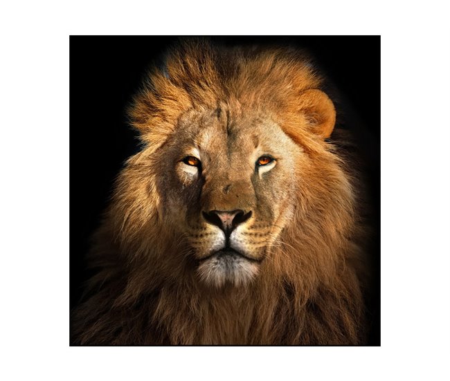 Canvas LION FRONT marca CONFORAMA Multicolor