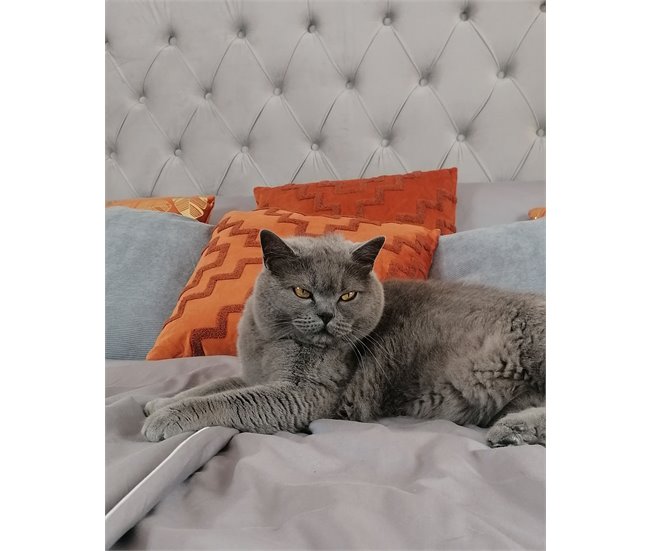 Beliani Cama con somier Terciopelo LUBBON 209x215 Gris