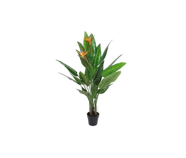 Planta Decorativa Natural