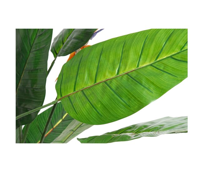 Planta Decorativa Natural