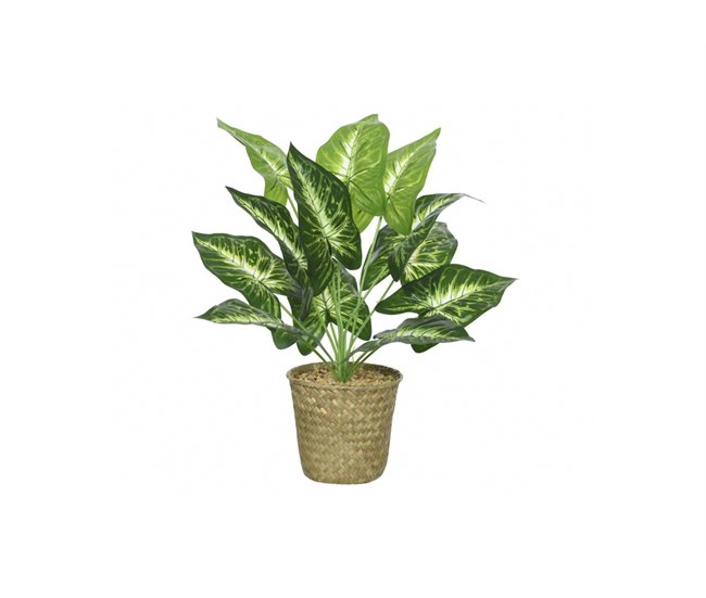 Planta CALATHEA 42cm con macetero de mimbre Verde